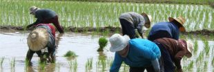 En Chine, le riz se cultive désormais dans l'eau salée