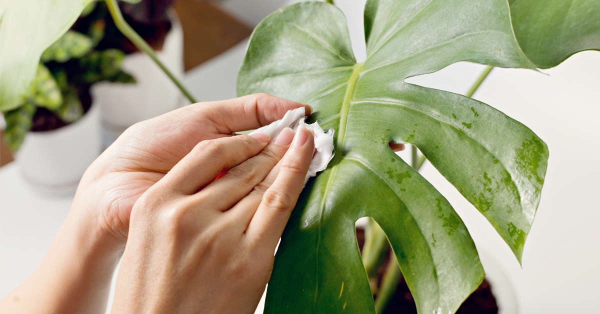 Plantes vertes d'intérieur : comment bien les nettoyer ?