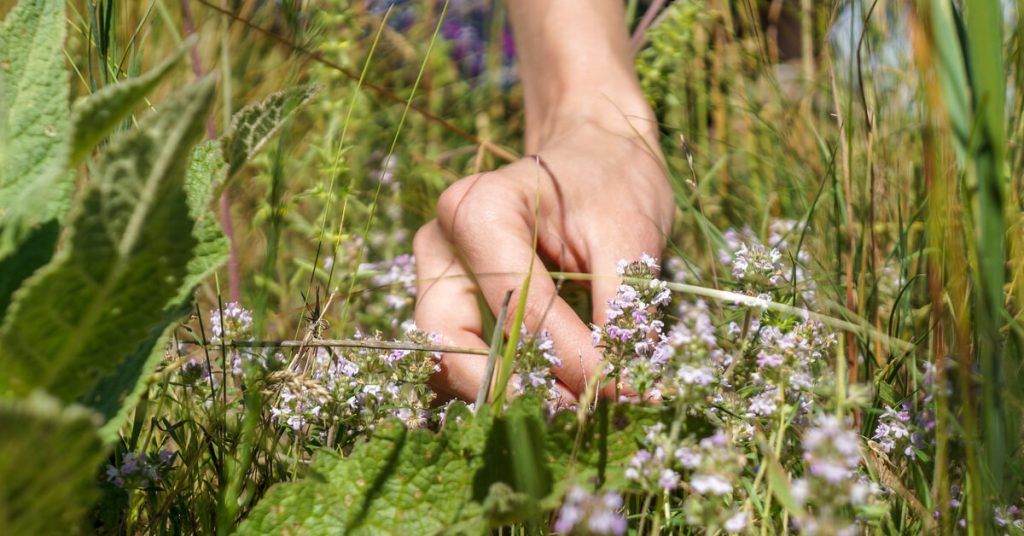 Beauté au naturel : sublimez votre peau grâce aux pouvoirs du thym