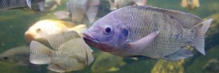 Tilapia : le poisson le plus consommé au monde contaminé par un virus
