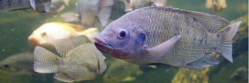 Tilapia : le poisson le plus consommé au monde contaminé par un virus