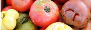 En Australie, la moitié des tomates cultivées n'atteint pas les consommateurs