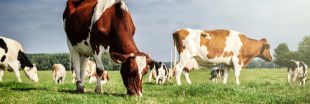 Lait : les exploitations 'durables' sont plus performantes économiquement