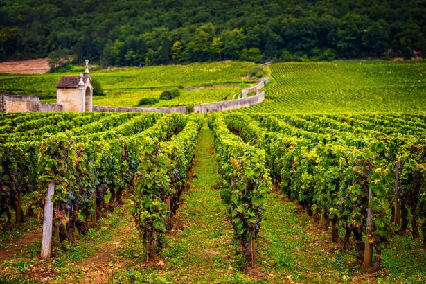 routes des vins, bourgogne