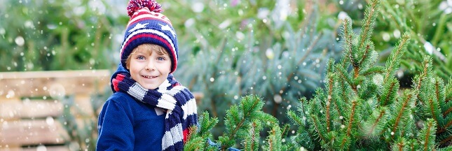 Mon beau sapin… sans les épines !