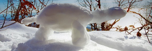 Tortue de neige