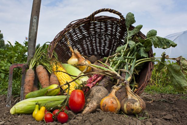 agriculture bio