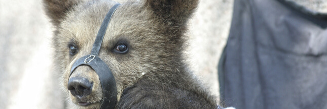 animal de cirque, ours