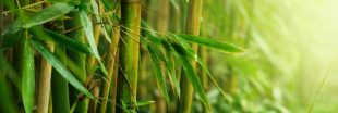 Le bambou, matériau millénaire... et écologique ?