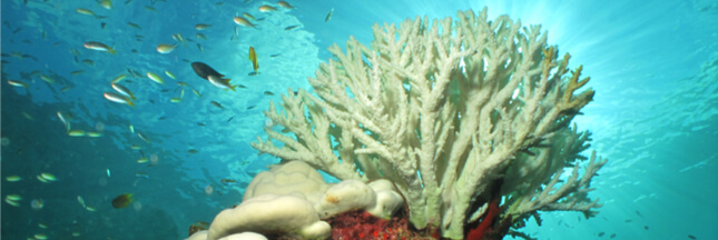 Certains coraux pourraient s’adapter au réchauffement climatique