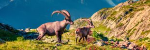 Vingt bouquetins seront abattus dans le massif du Bargy en Haute-Savoie