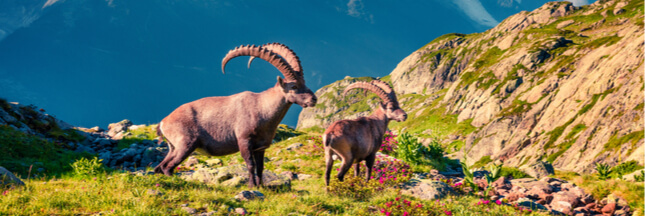 Vingt bouquetins seront abattus dans le massif du Bargy en Haute-Savoie