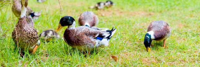 Désherbant naturel : adoptez un canard !