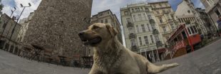 Des centaines de chiens errants d'Istanbul abandonnés en forêt