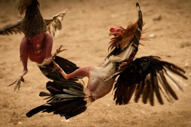 combat de coq