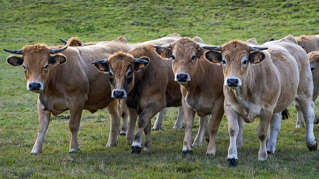 agriculture biologique 2050 moins de viande