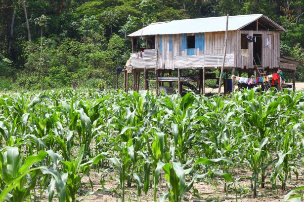 déforestation amazonie