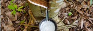 Le caoutchouc naturel, une ressource durable ?