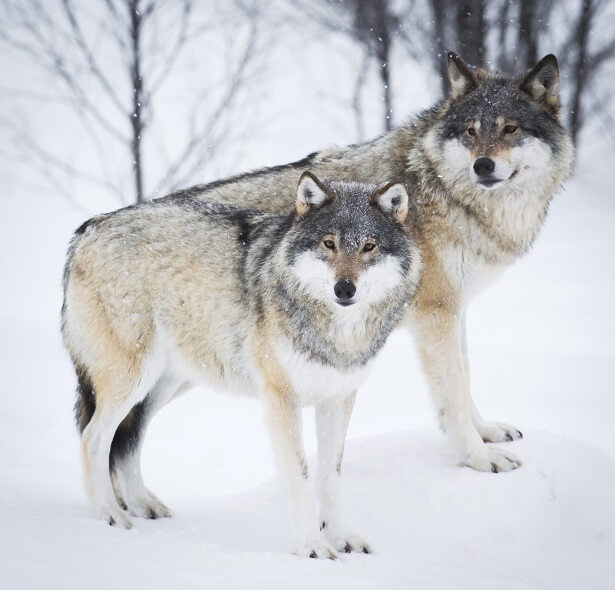 Loups norvégiens