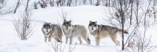 WWF aide à suspendre l'abattage illégal des loups en Norvège