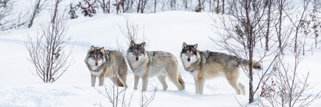 WWF aide à suspendre l’abattage illégal des loups en Norvège