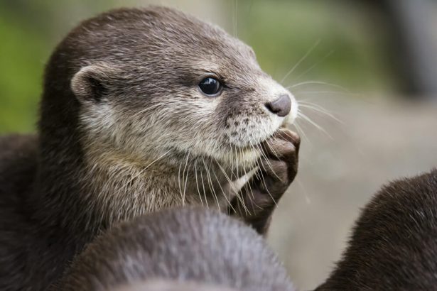 loutre européenne