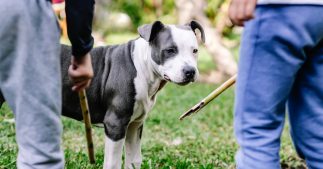 Sondage : Faut-il montrer la maltraitance animale pour la dénoncer ? Sondage : Faut-il montrer la maltraitance animale pour la dénoncer ?