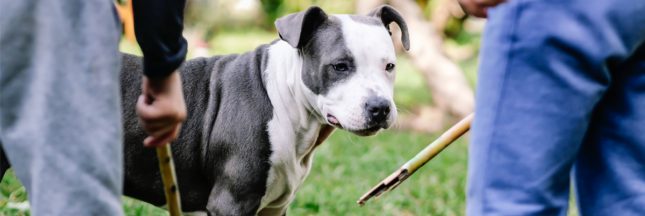 maltraitance animale