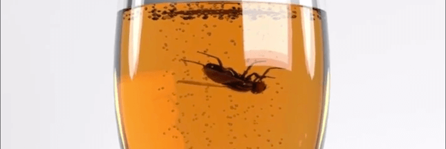 Le saviez-vous : lorsqu’une mouche tombe dans un verre, mieux vaut que ce soit un mâle !