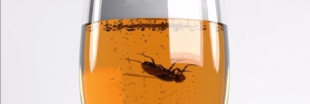 Le saviez-vous : lorsqu'une mouche tombe dans un verre, mieux vaut que ce soit un mâle !