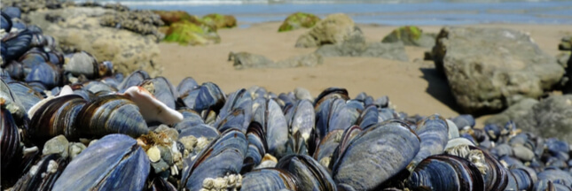 Pour créer un matériau ultra-résistant, les scientifiques s’inspirent de mollusques