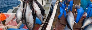 Pêche et quotas de poissons : ça tangue au niveau international