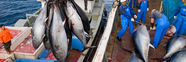 Pêche et quotas de poissons : ça tangue au niveau international