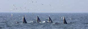 Consternation : la CITES échoue à interdire les importations de viande de baleine