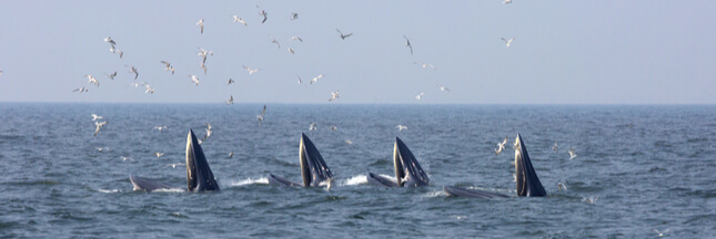 Consternation : la CITES échoue à interdire les importations de viande de baleine