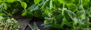Pourquoi et comment profiter des bienfaits des aromates dans les jus de légumes ?