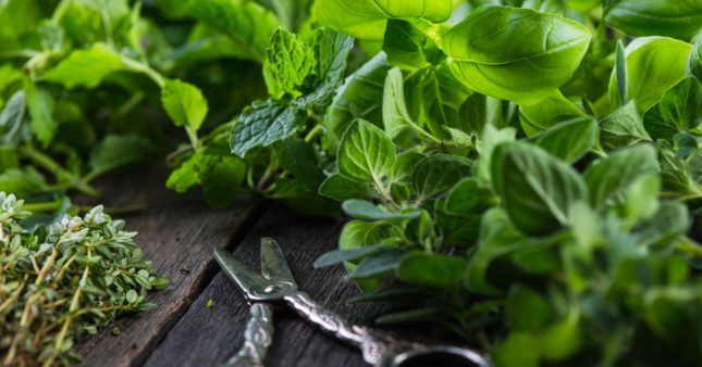 Pourquoi et comment profiter des bienfaits des aromates dans les jus de légumes ?