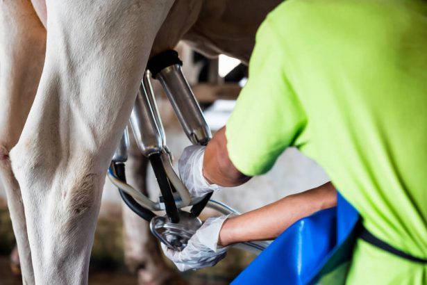 charte de bonnne conduite, traire les vaches, production de lait