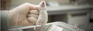 Absence d'anesthésie et mise à mort... La souffrance des rongeurs de laboratoires en vidéo