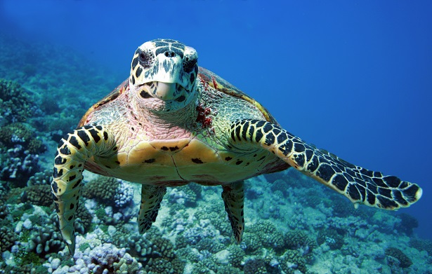 Portrait tortue aquatique