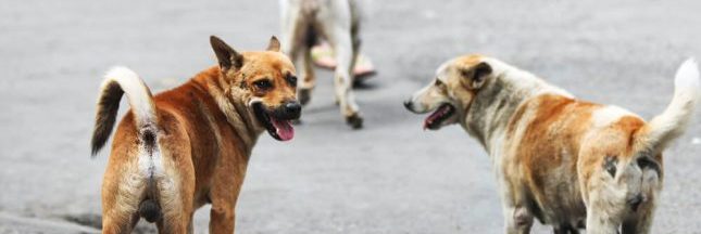 Vers une campagne d'abattage des chiens errants sur l'île de La Réunion ?