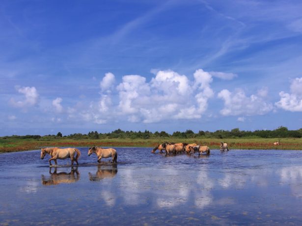 site ramsar, somme, avre, zone humide