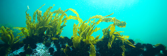 Pour sauver les grands poissons, mangeons des algues…