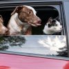 7 conseils pour voyager avec son chien ou son chat en voiture 7 conseils pour voyager avec son chien ou son chat en voiture