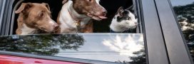 7 conseils pour voyager avec son chien ou son chat en voiture 7 conseils pour voyager avec son chien ou son chat en voiture