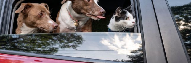 voyager avec son chien ou son chat