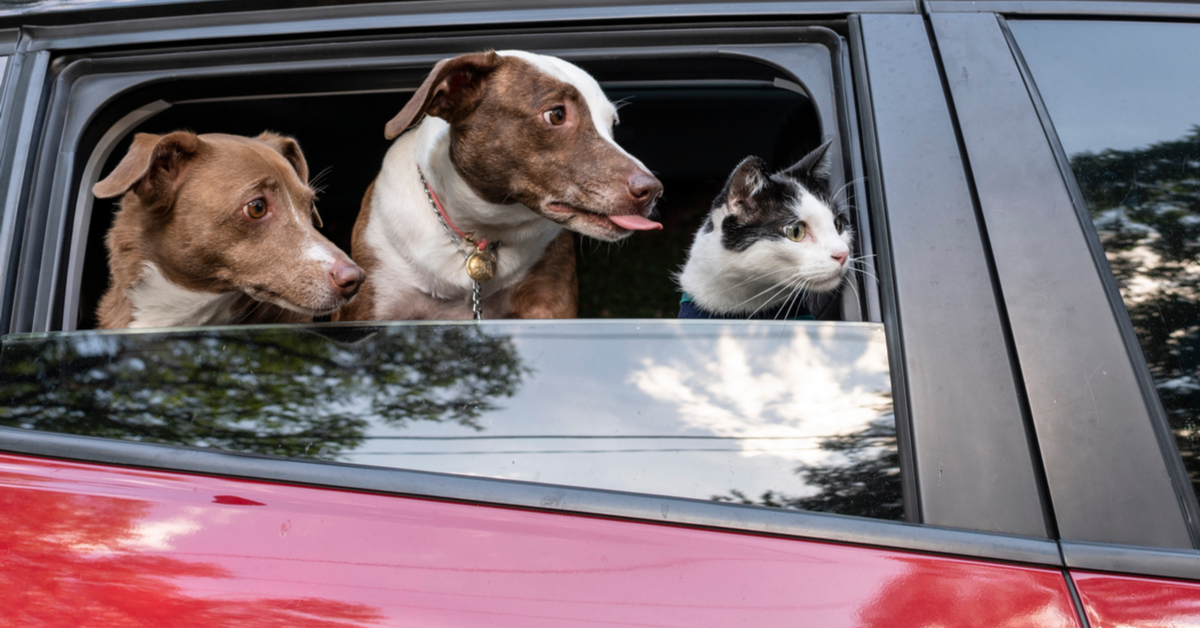 7 conseils pour voyager avec son chien ou son chat en voiture