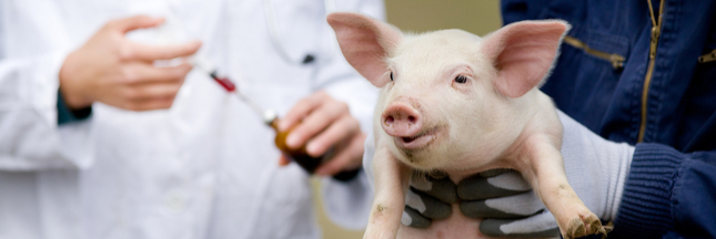 L’OMS veut interdire les antibiotiques sur le bétail sain