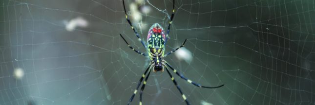 Des araignées tissent des toiles capables de supporter des humains