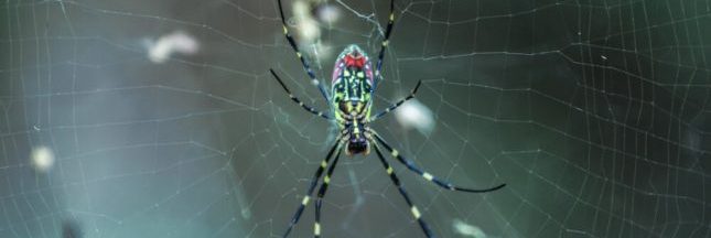 Des araignées tissent des toiles capables de supporter des humains
